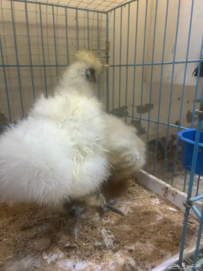 ديك ودجاجه قطني 2