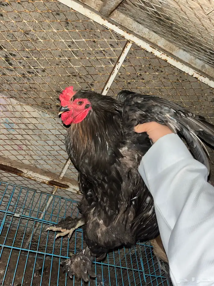 للبيع ديك براهما 0