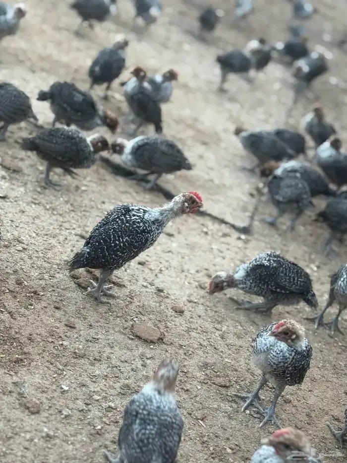 صوص فيومي دجاج فيومي 2