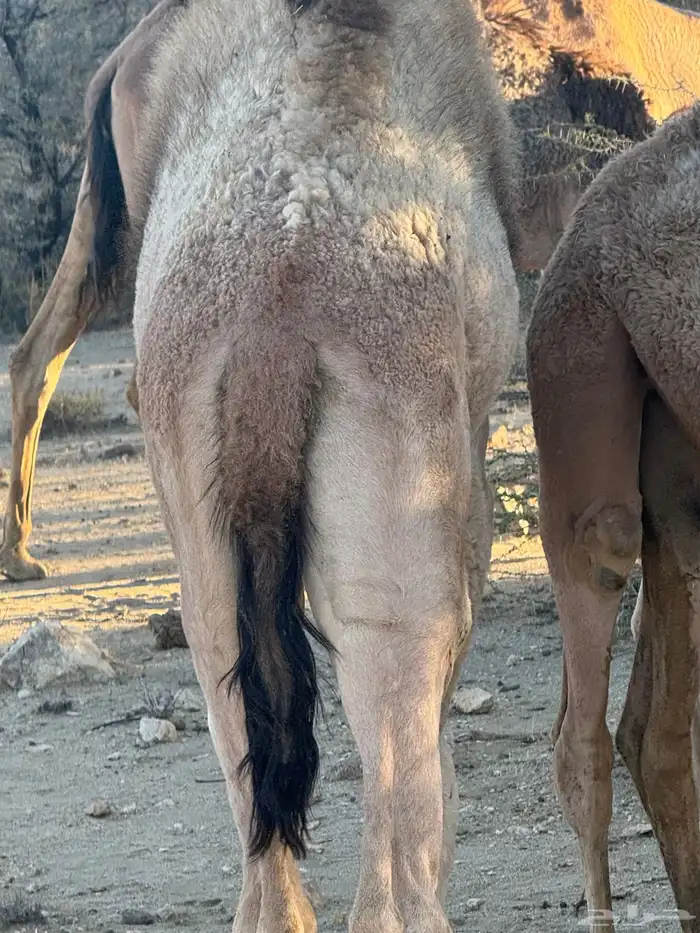 حاشى للبيع 5