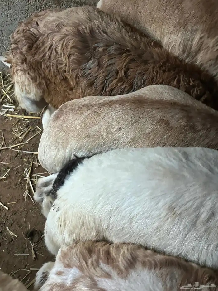 برابر ورفيديات مرابي 42