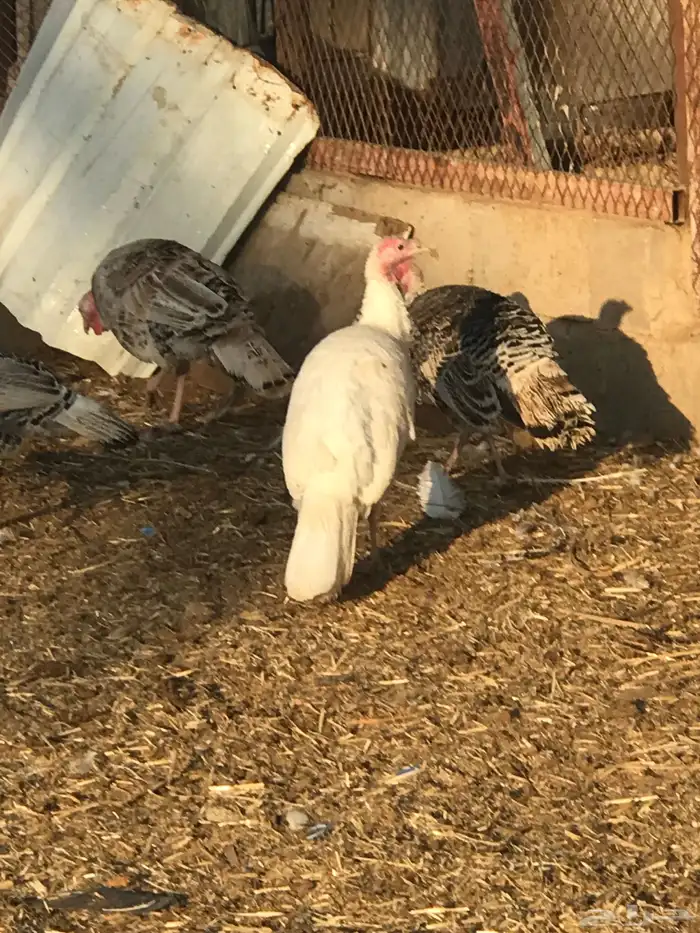 دجاج رومي لبيع على اسوم و دجاج فيومي للبيع على اسوم 4
