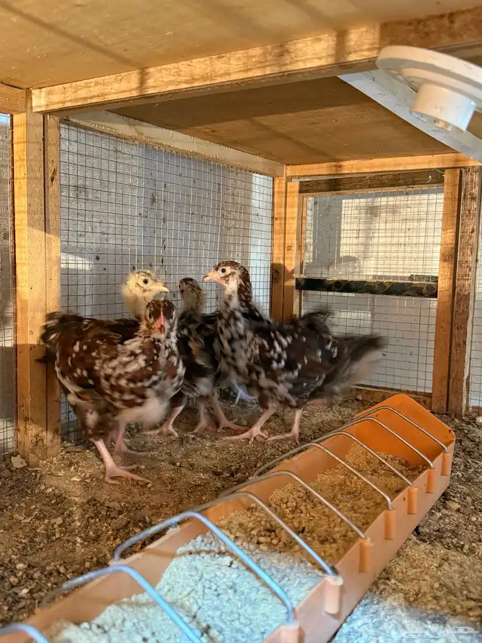 للبيع صوص دجاج سوساكس انجليزي 4