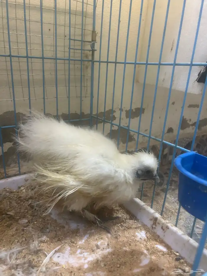 ديك ودجاجه قطني 1