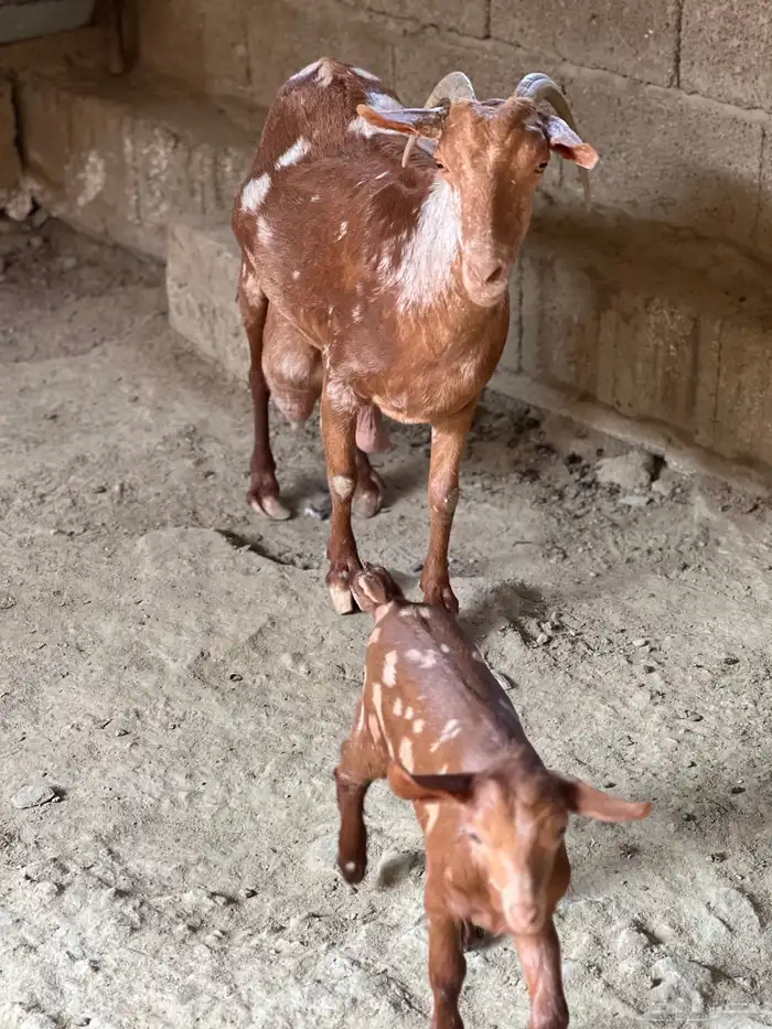 عنز تحت انثى 3