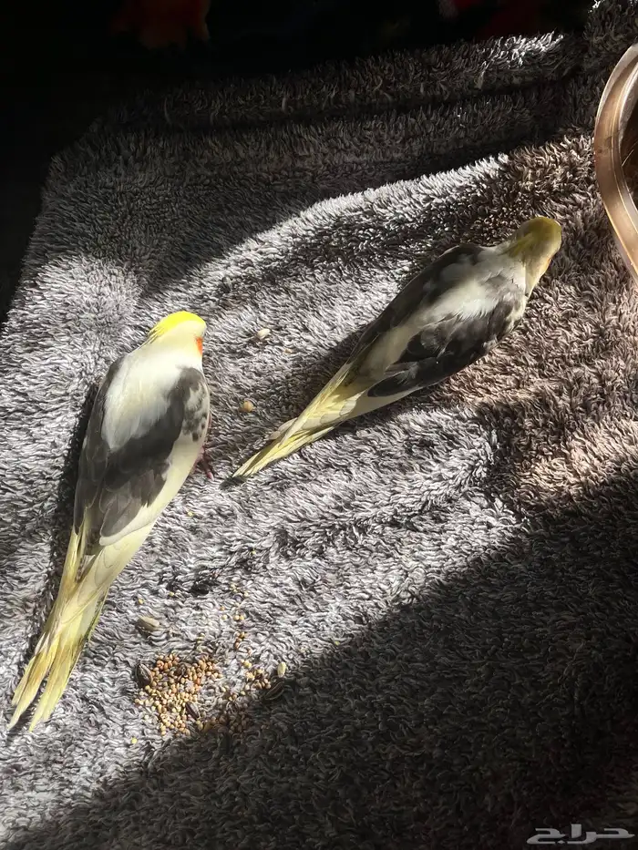 كروان صغير 3