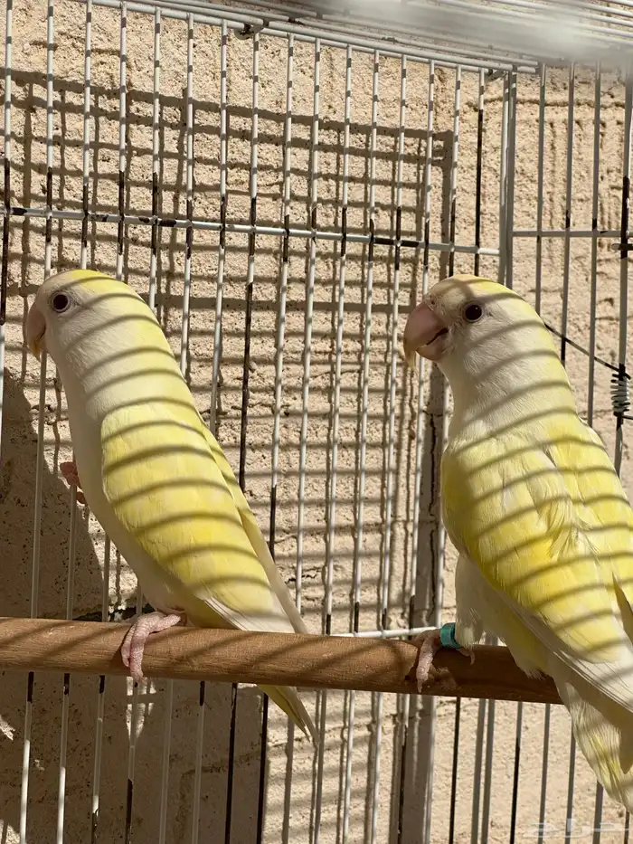 زوج روز اكوا أينوا 0