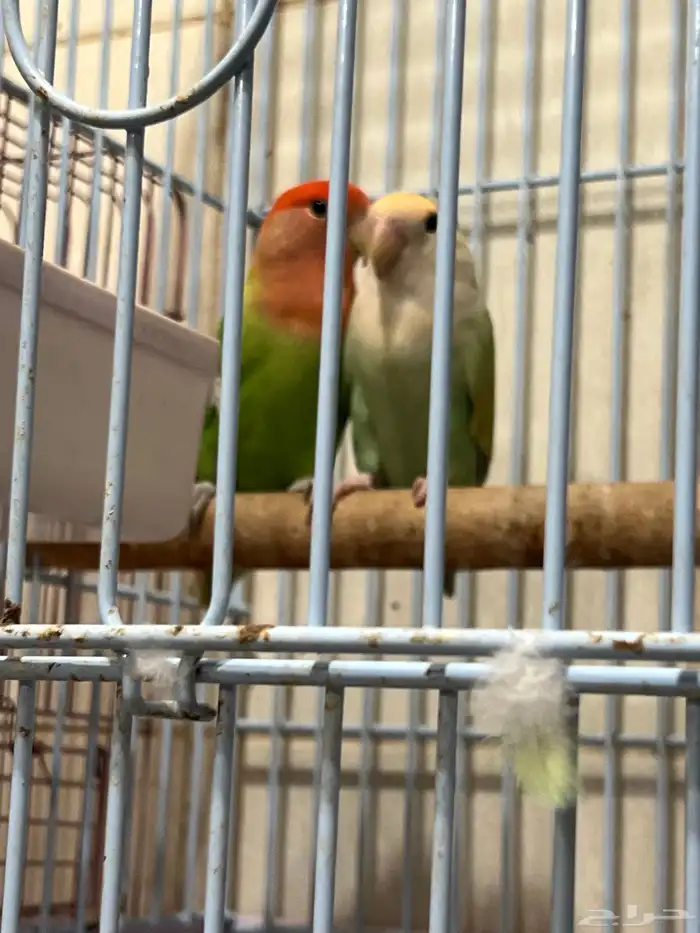 جوز روز البيض البينو عيون عمر. وجوز روز 12