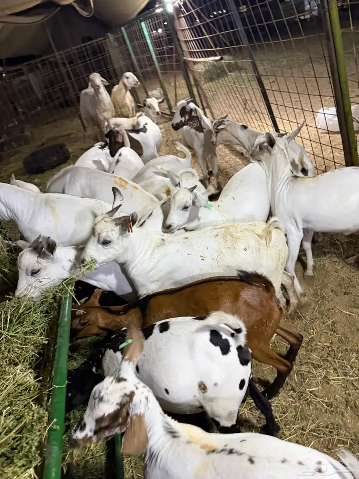 تيوس مرابي. 0