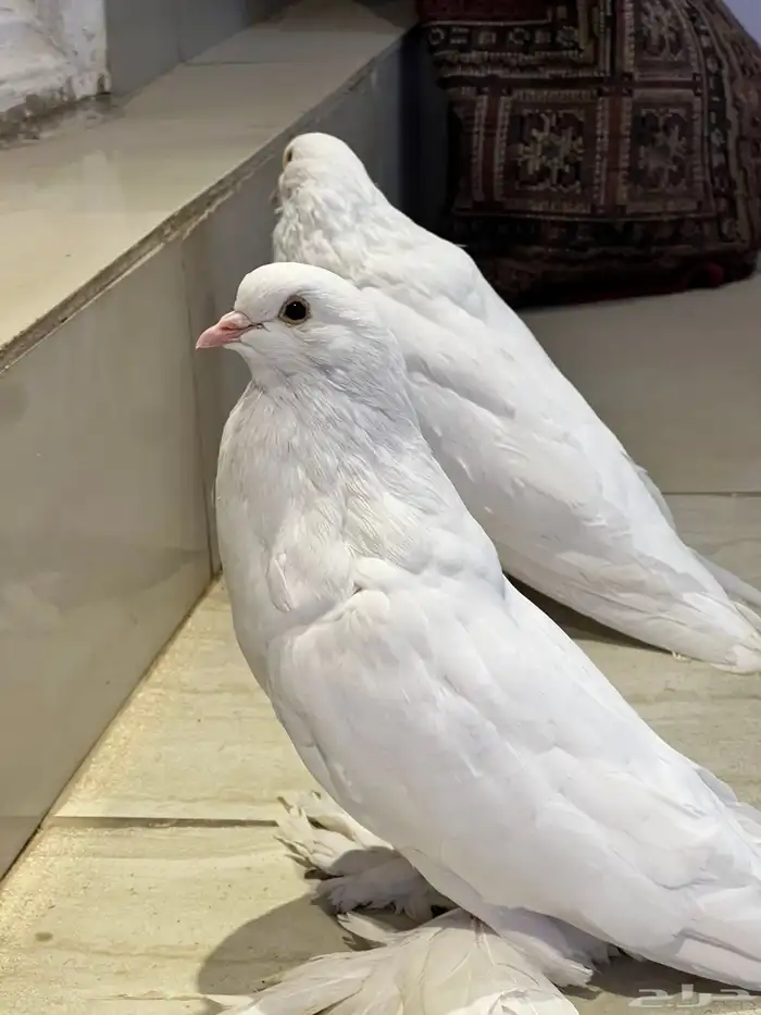 نفاخ بو مريان منتج سوبر 0