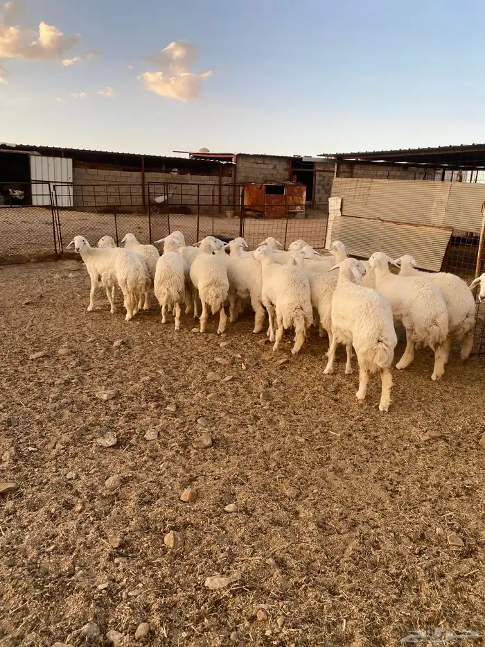 ( رخال جذعات دفيع مشروطة ) 14