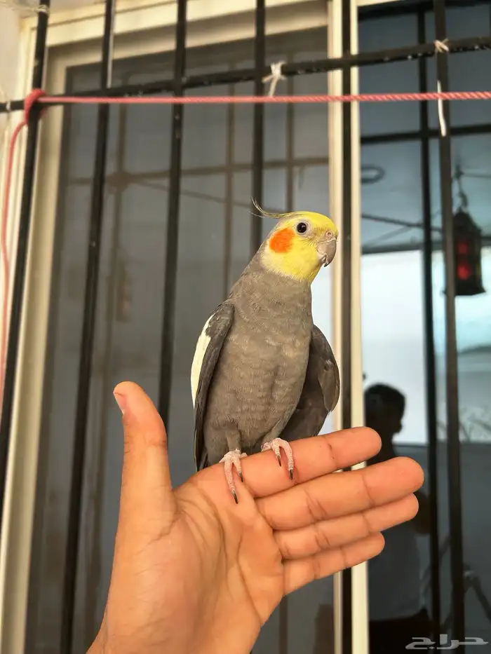 ذكر كروان نورمل اليف و متكلم 2