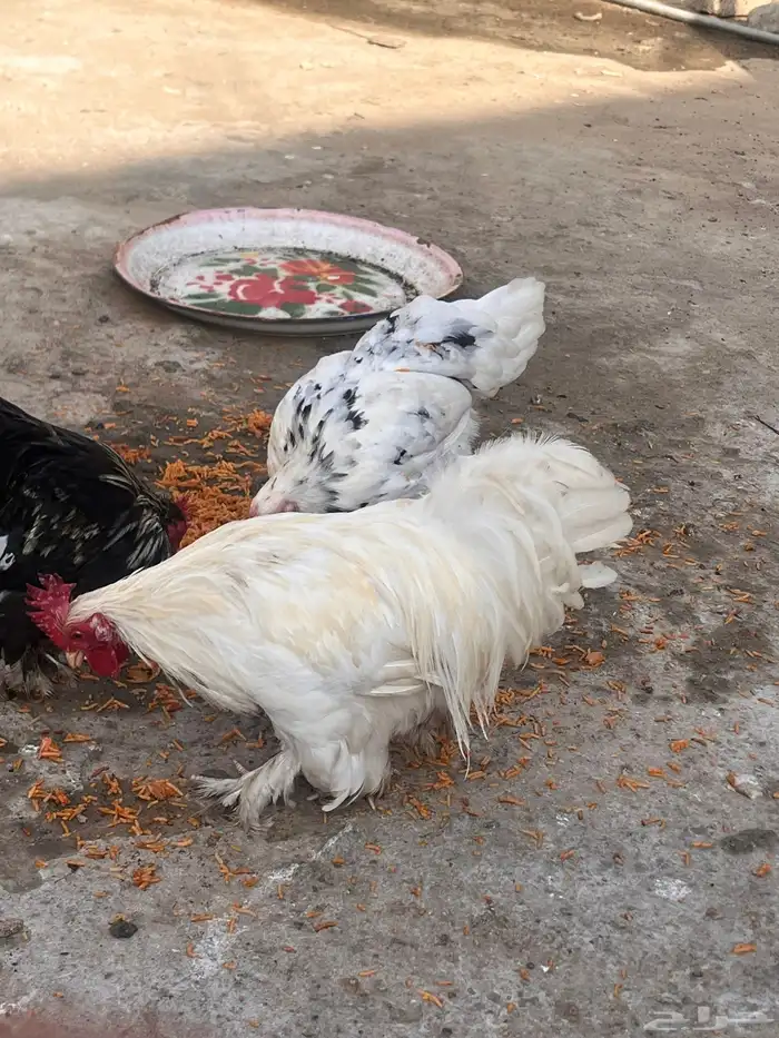 دجاج للبيع او البدل ببراهما 5