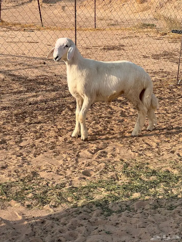 مشروع فحل حري 3