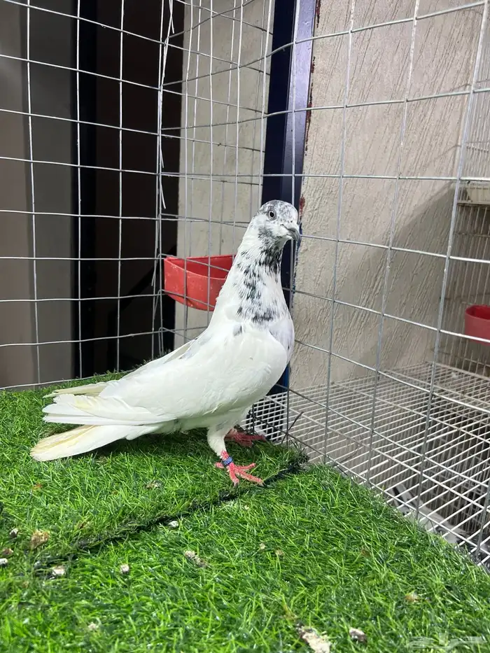 حمام باكستاني بتيرا وكمنقر 5