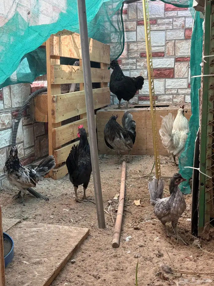 دجاج حباحب 2