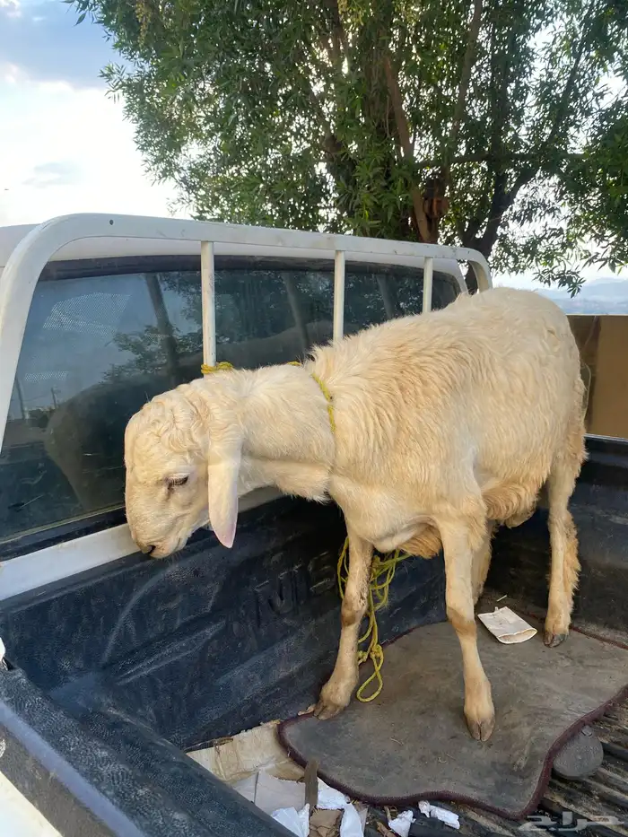 للبيع خروف فحل او ذبيحه 4