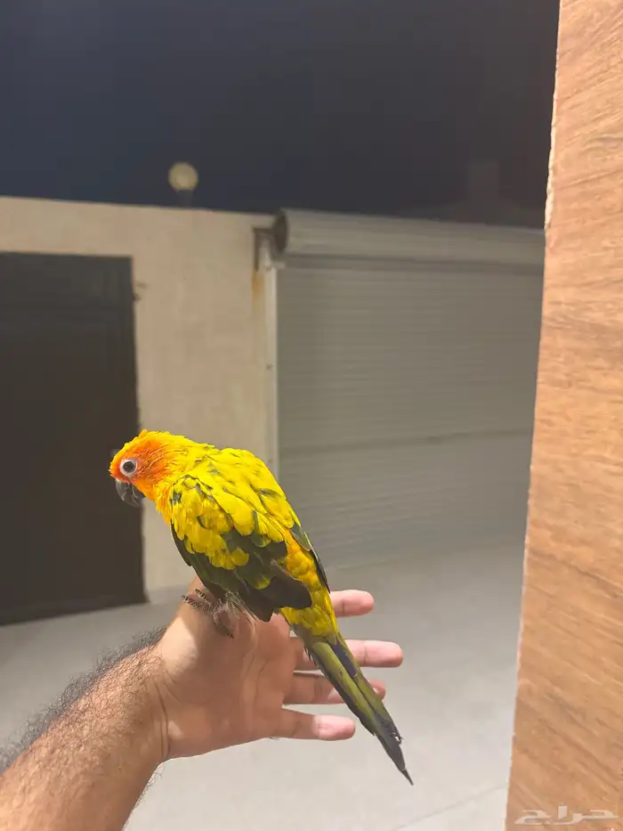 صن كنيور للبيع 1