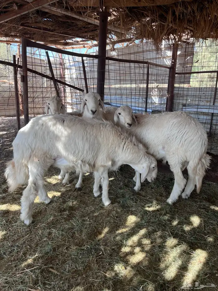 طليان للبيع 0