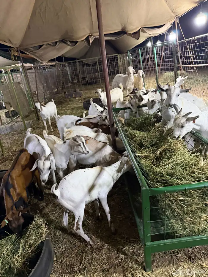 تيوس مرابي. 3