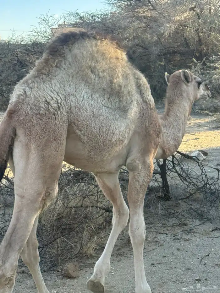 حاشى للبيع 2