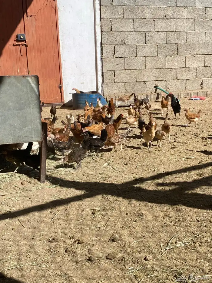 البيع دجاج شرط من المرض العدد تقريبان 100 دجاج 2