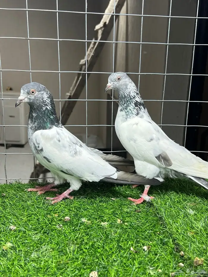 حمام باكستاني بتيرا وكمنقر 9