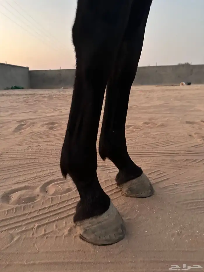 حصان ركوب وطرب 4