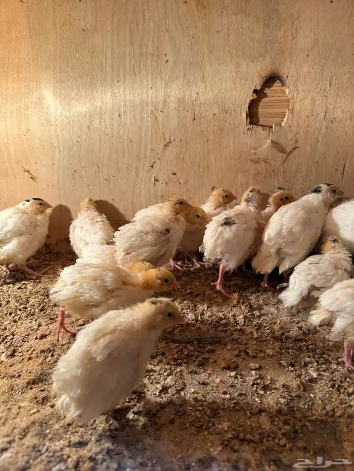 للبيع فري سمان تكساس الامريكي 3