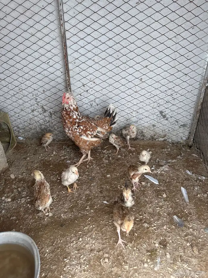 دجاجه عليه 11فرخ 2