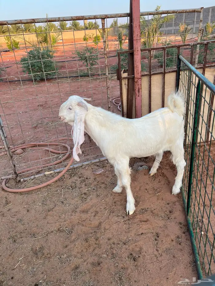 تيس ابيض ابرص 3