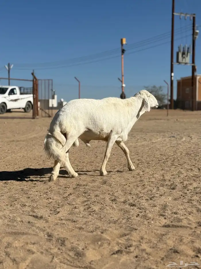 فحل صنف صنف 0