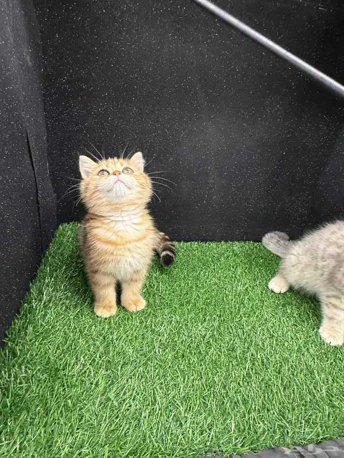 بيع كتن سكوتش فولد ستريت صور الام والاب موجودة 0