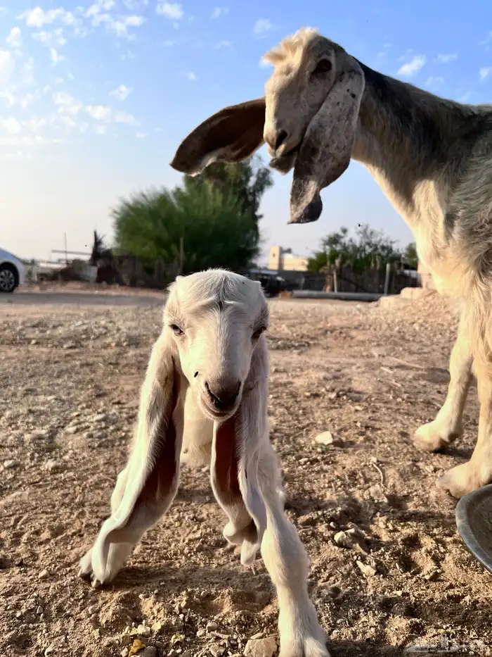 عنز مشروكه والد 1