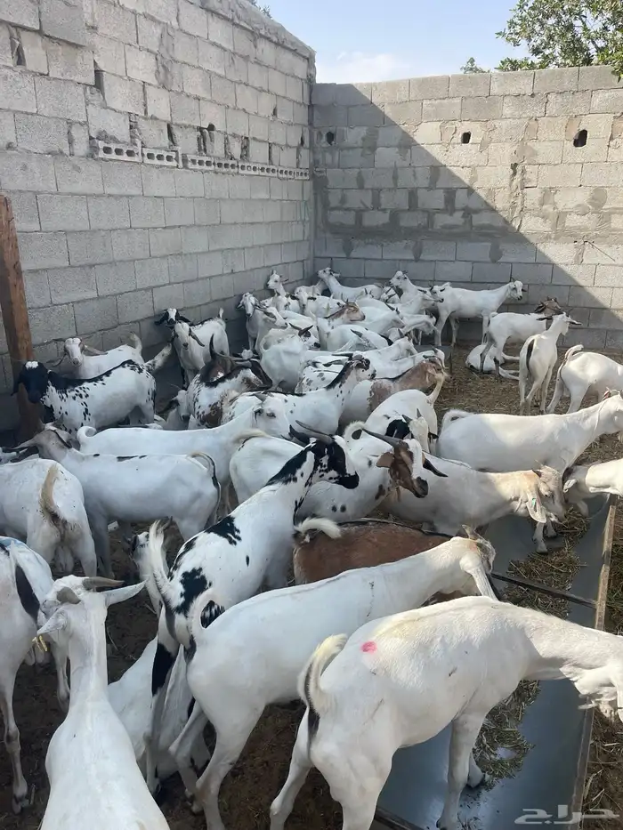 تيوس مستوردة مرباه 4 اشهر ذبايح 4