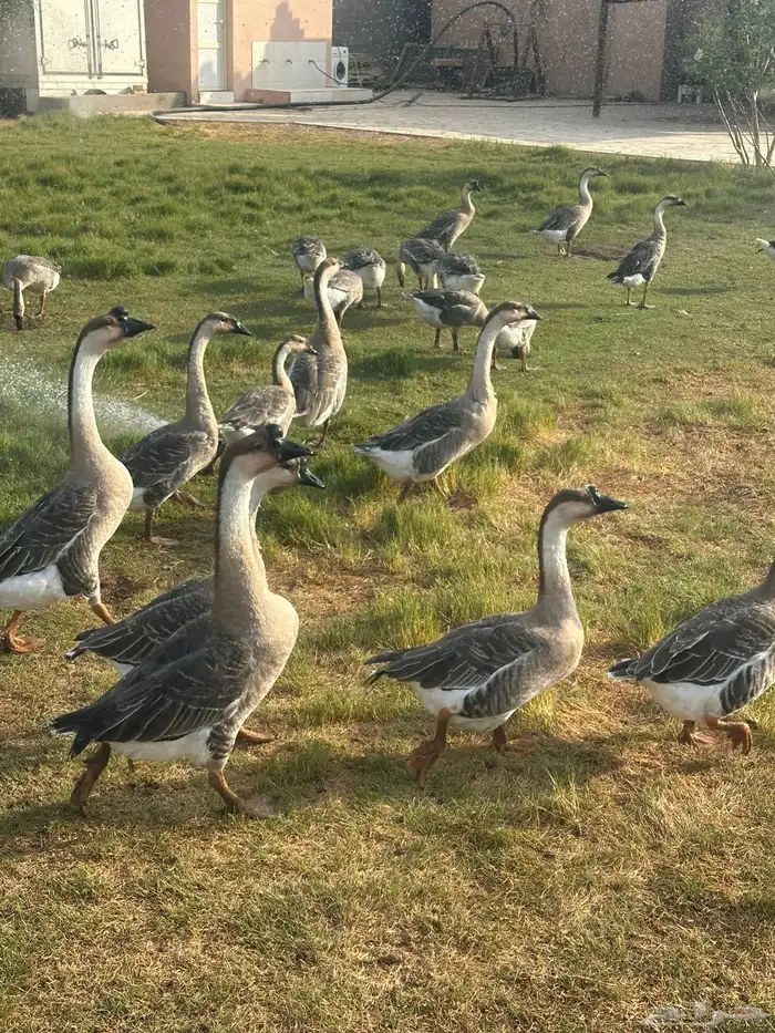 وز عراقي اصل 2