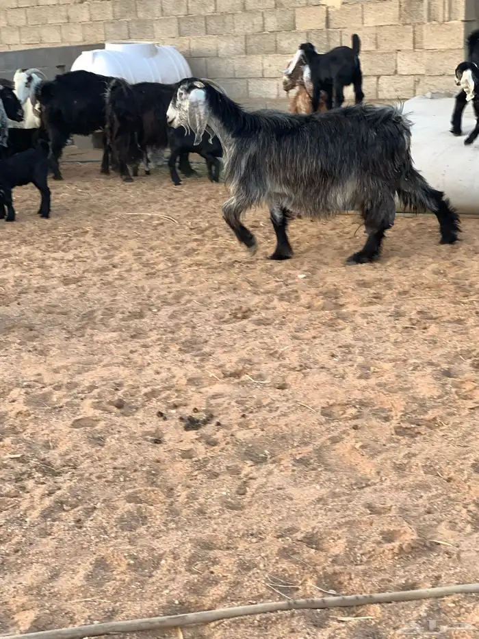 معزاء ولد عدد 10 معها 17 6