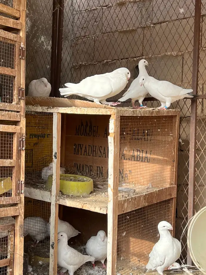 حمام هومر ومهمر مع الانتاج ينتج الوان وشكل مرتب 3