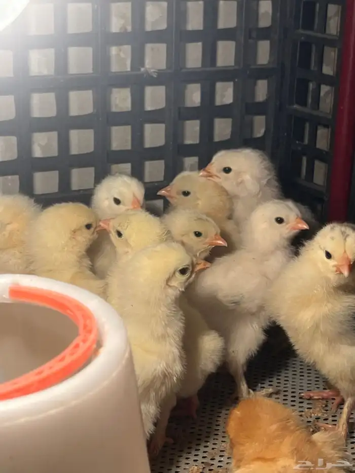 صيصان براهما كونك 0