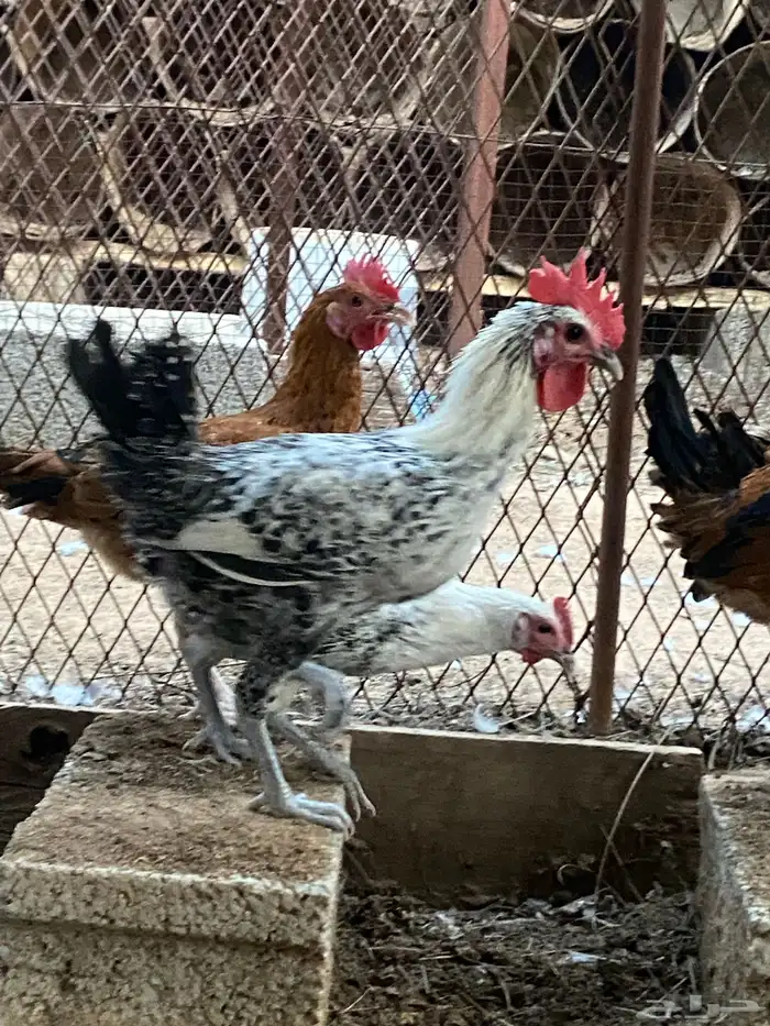 ديوك هجين وبلدي وفيومي 4