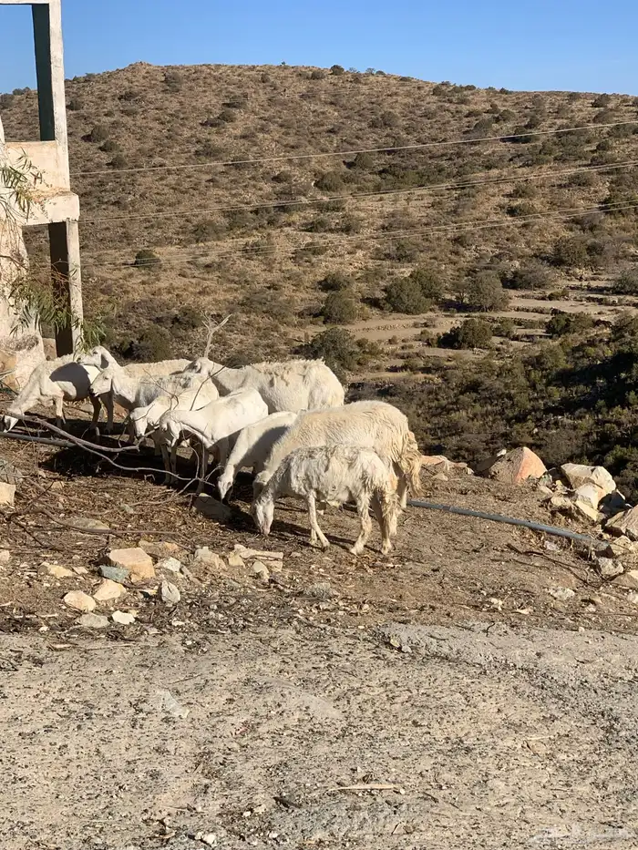 ضان بفحلها 4