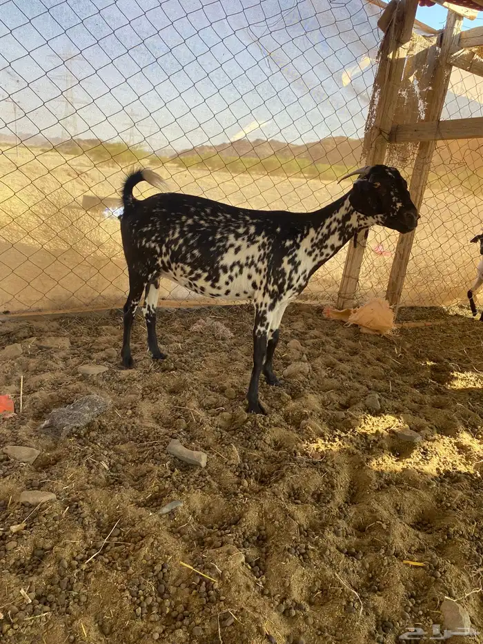 معزا بيشيات للبيع 2