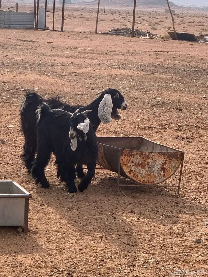 ماعز عوارض 0