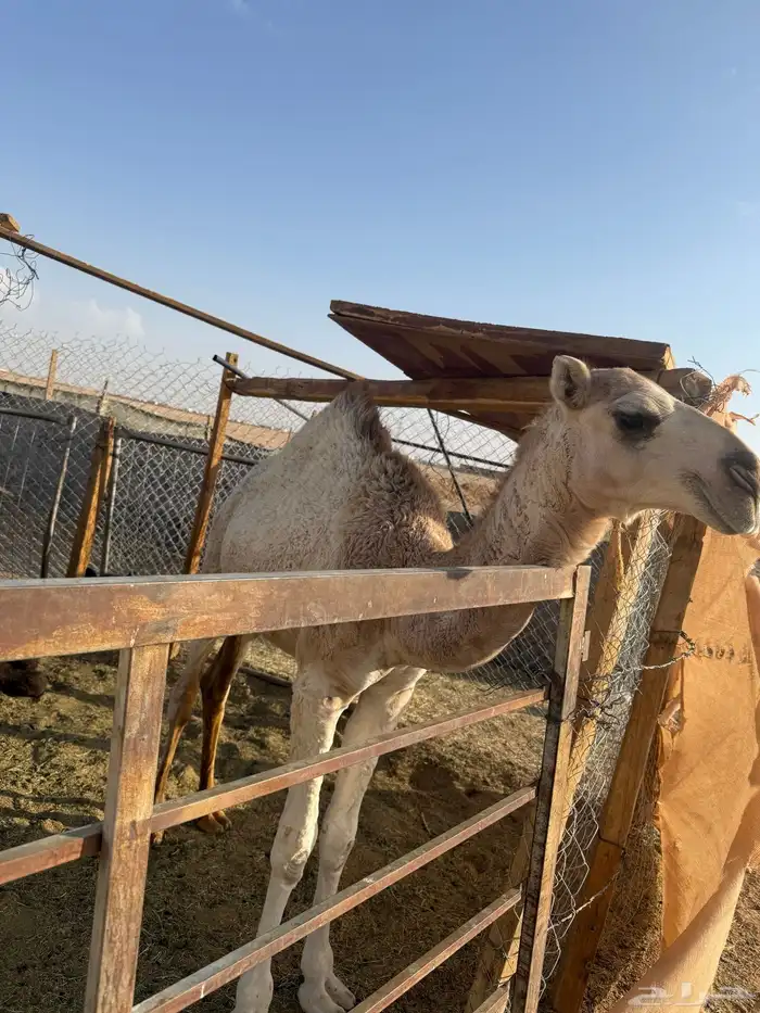 للبيع عشرا شقحاء معها بكره(تم البيع) 9