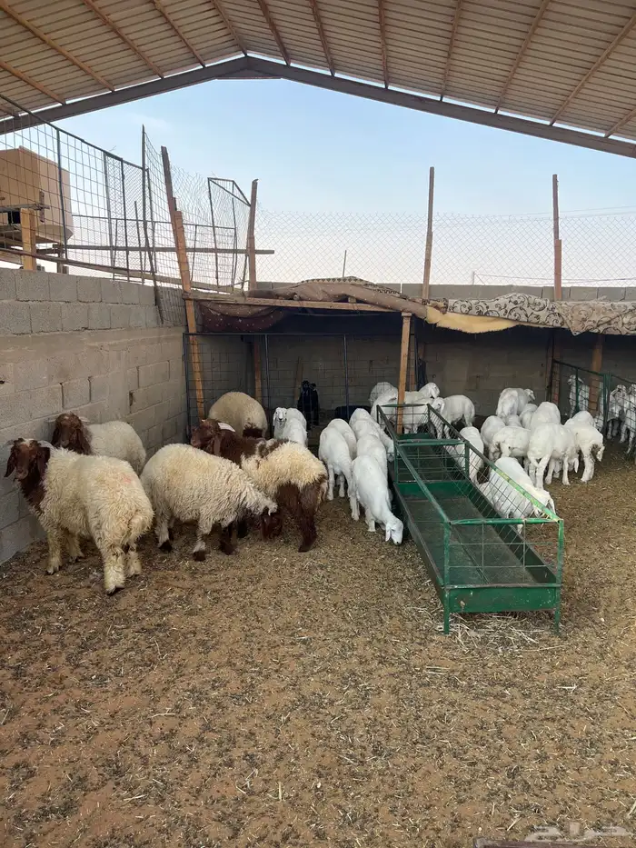 ذبايح حري نعيمي تيوس 0