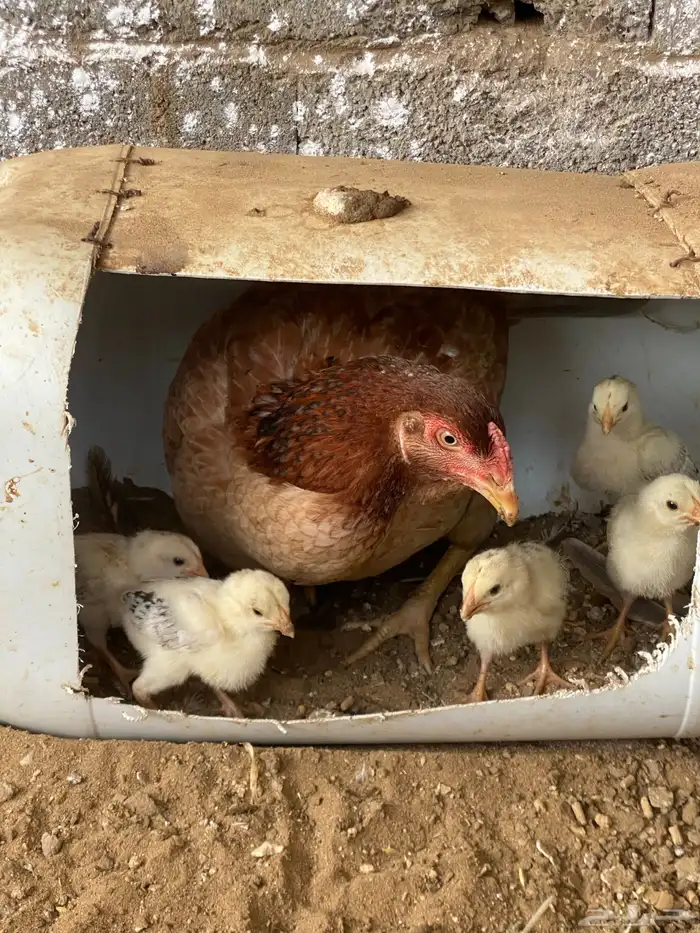 دجاج باكستاني 1