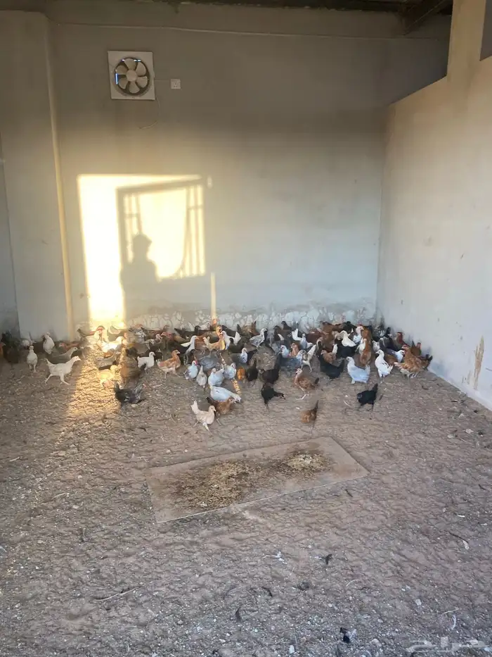 صوص بلدي العمر شهرين معها كم حبه تركي 11