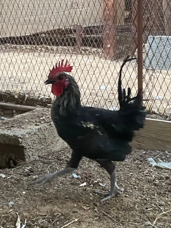 ديوك هجين وبلدي وفيومي 8