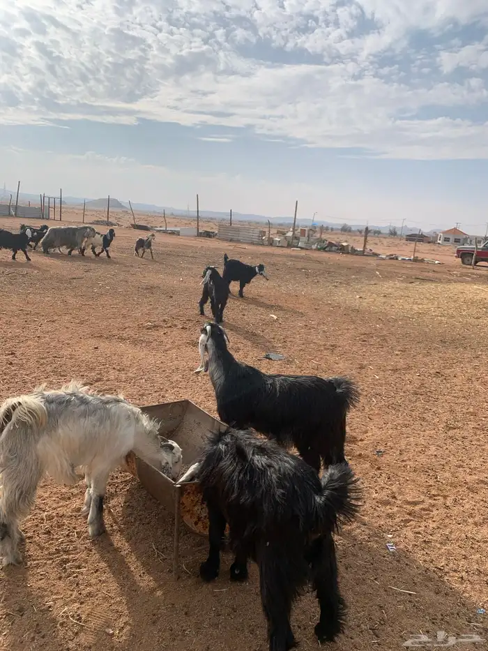 ماعز عوارض 2