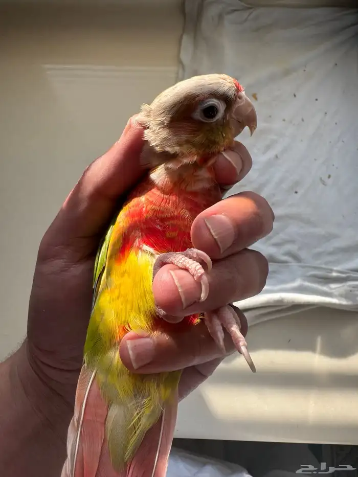 طيران الناس اليف جدا جدا جدا 2